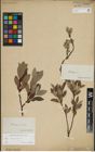 Foto von Salix lapponum L.